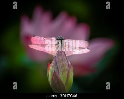 bellissima, vibrante e simmetrica ninfea con una libellula Foto Stock