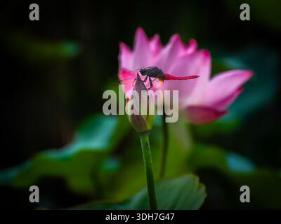bellissima, vibrante e simmetrica ninfea con una libellula Foto Stock