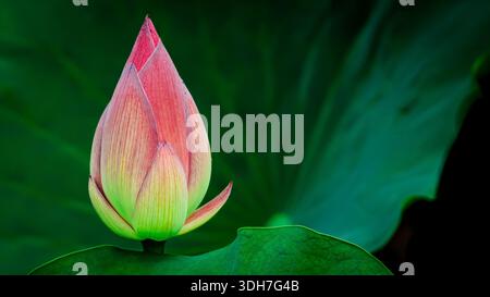 Bella, vibrante e simmetrica giglio d'acqua nel giardino centrale di Hong Kong. Foto Stock