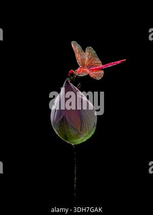 bellissima, vibrante e simmetrica ninfea con una libellula Foto Stock