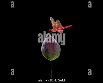 bellissima, vibrante e simmetrica ninfea con una libellula Foto Stock