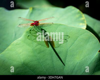 bellissima, vibrante e simmetrica ninfea con una libellula Foto Stock