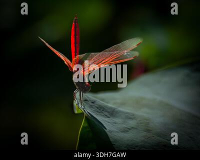 bellissima, vibrante e simmetrica ninfea con una libellula Foto Stock