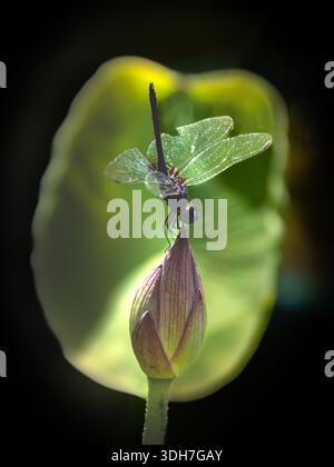 bellissima, vibrante e simmetrica ninfea con una libellula Foto Stock