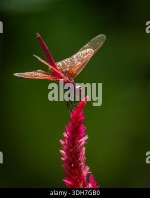 Un bellissimo, vibrante e simmetrico fiore rosa con una libellula praticamente in piedi, nel parco centrale di Hong Kong. Foto Stock
