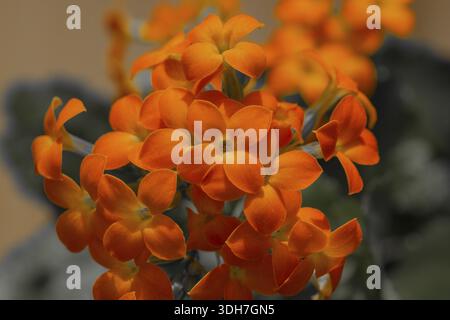 Flemmendes-Kaethchen, Kalanchoe blossfeldiana, fiori, macro Foto Stock