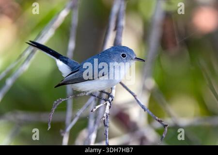 Gnatcatcher blu-grigio (Polioptila caerulea) - Green Cay Wetlands, Boynton Beach, Florida, USA Foto Stock