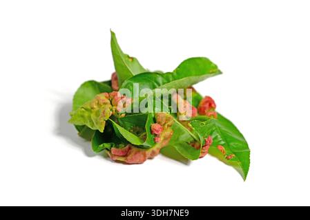 Danni causati dalla malattia di arricciamento delle foglie su un albero di pesca Foto Stock