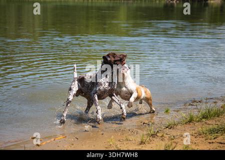 Due cani in spiaggia in estate Foto Stock
