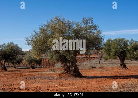 Olivos en olivar Mediterráneo de España de tierra roja. Foto Stock