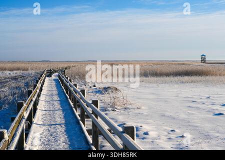 Vista invernale del lago Liepaja con una passerella di legno ricoperta di neve che attraversa canne ghiacciate e paludi sotto un cielo blu brillante Foto Stock