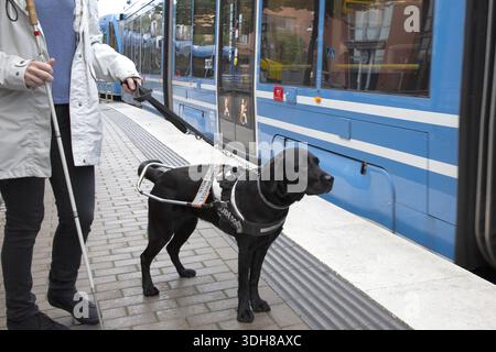 Il cane guida assiste una persona non vedente a salire a bordo di un tram cittadino in Svezia, evidenziando l'accessibilità e i mezzi di trasporto pubblici inclusi. Foto Stock