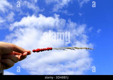 Fragole selvatiche su fieno o paglia di erba lunga. Snack gustoso. Tradizionale attività estiva. Foto concettuale. Tenuto a mano. Primo piano e blu nuvoloso isolato Foto Stock
