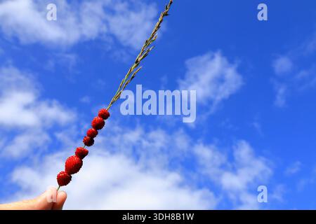 Fragole selvatiche su fieno o paglia di erba lunga. Snack gustoso. Tradizionale attività estiva. Foto concettuale. Tenuto a mano. Primo piano e blu nuvoloso isolato Foto Stock
