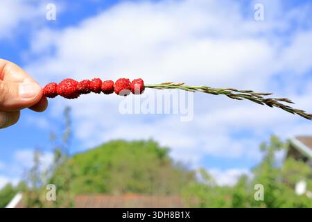Fragole selvatiche su fieno o paglia di erba lunga. Snack gustoso. Tradizionale attività estiva. Foto concettuale. Tenuto a mano. Primo piano e blu nuvoloso isolato Foto Stock