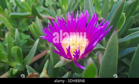 Carpobrotus edulis pianta succulenta che mostra un vivace fiore rosa e giallo Foto Stock
