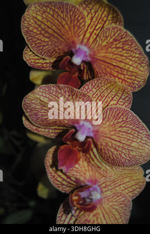 Un'orchidea gialla in fiore con gemme verdi emergenti, sostenuta da un bastone, accanto a una foglia verde, contro una finestra sfocata in un ambiente interno Foto Stock