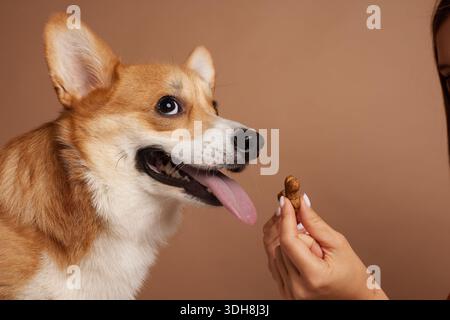 Close-up corgi in attesa di uno spuntino in mano alla donna durante l'allenamento basato su premi e la cura degli animali domestici presso lo studio domestico Foto Stock