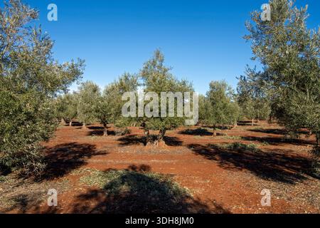 Olivos en olivar Mediterráneo de España de tierra roja. Foto Stock