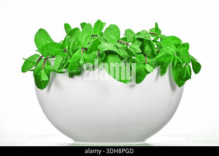 Una ciotola bianca piena di foglie di menta verde. Il recipiente è posizionato su una superficie bianca. Le foglie sono fresche e vivaci, dando l'impressione di una salute Foto Stock