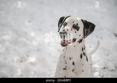 Un cane dalmata con macchie bianche e nere è in piedi nella neve. Ha un'espressione felice sul suo volto Foto Stock