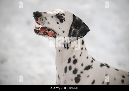 Un cane dalmata con macchie bianche e nere è in piedi nella neve. Ha un'espressione felice sul suo volto Foto Stock
