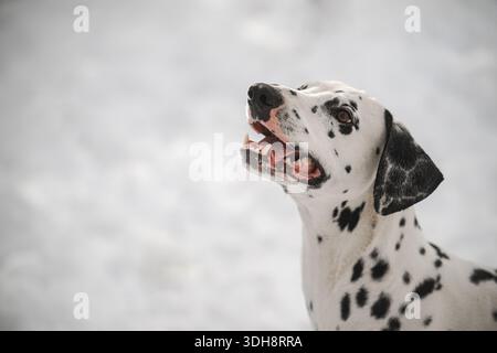 Un cane dalmata con macchie bianche e nere è in piedi nella neve. Ha un'espressione felice sul suo volto Foto Stock