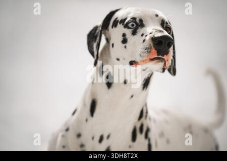 Un cane dalmata con gli occhi blu. Il cane sta guardando la telecamera. Il cane ha un naso nero e una bocca nera Foto Stock