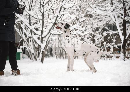 Una persona sta giocando con un cane dalmata nella neve. Il cane è bianco e nero. La persona indossa una giacca nera Foto Stock