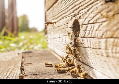 Primo piano di api mellifere che volano e strisciano all'ingresso dell'alveare sull'alveare di legno. Ideale per banner di siti Web e post social sull'apicoltura e sulle pollinatio Foto Stock