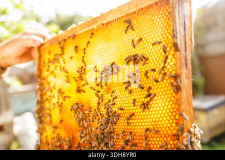 Primo piano di api su una cornice a nido d'ape in un apiario all'aperto, adatto per banner di siti Web o post di blog sull'apicoltura, la produzione di miele e pollina Foto Stock
