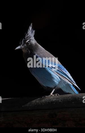 jay di Steller e la sua piuma blu su sfondo nero Foto Stock