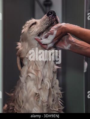 Giovane cucciolo Golden retriever che fa il bagno. Cura dei cani di razza pura. Foto Stock