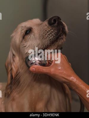 Giovane cucciolo Golden retriever che fa il bagno. Cura dei cani di razza pura. Foto Stock
