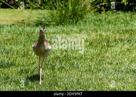 Uccelli che camminano attraverso l'erba verde in un giardino soleggiato in una giornata limpida Foto Stock
