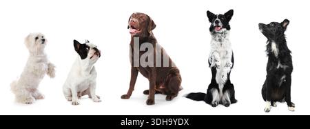 Cani carini che guardano nella stessa direzione su sfondo bianco Foto Stock