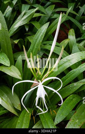 Hymenocallis littoralis - Giglio ragno sulla spiaggia Foto Stock