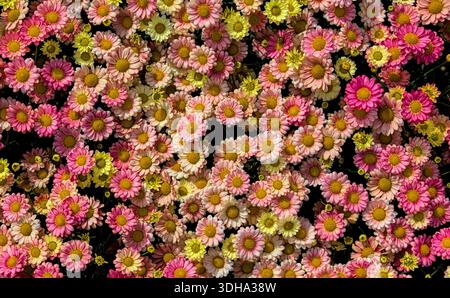 Vista dall'alto verso il basso di molti fiori multicolori che crescono da vicino insieme, con sfumature che vanno dal giallo al bianco e al rosa Foto Stock