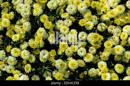 Vista dall'alto verso il basso di molti fiori gialli che crescono da vicino insieme Foto Stock