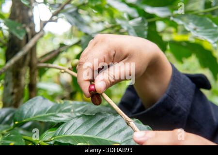Primo piano di una vera mano che raccoglie bacche di caffè rosso maturo. Autentico processo agricolo in una piantagione di caffè sostenibile con sfondo naturale. Foto Stock