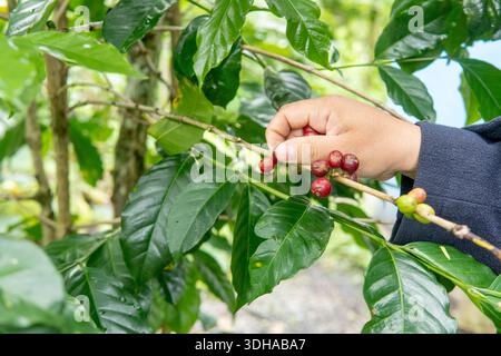 Primo piano di una vera mano che raccoglie bacche di caffè rosso maturo. Autentico processo agricolo in una piantagione di caffè sostenibile con sfondo naturale. Foto Stock