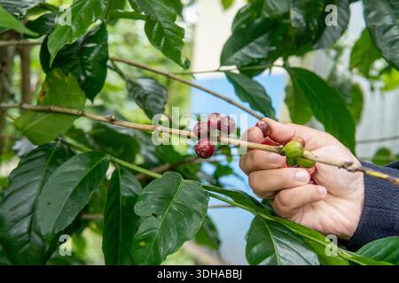 Primo piano di una vera mano che raccoglie bacche di caffè rosso maturo. Autentico processo agricolo in una piantagione di caffè sostenibile con sfondo naturale. Foto Stock