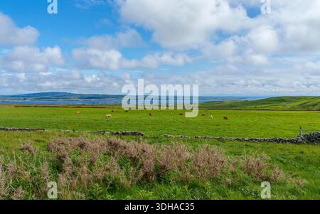 I bovini pascolano sul pascolo vicino alle scogliere di Moher nella contea di Clare, in Irlanda, con pareti di pietra, caviglie comuni e cardo sotto le nuvole. Foto Stock