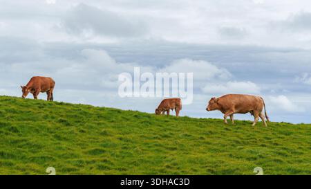 I bovini pascolano su pascoli erbosi sulla cima della scogliera accanto al sentiero costiero alle scogliere di Moher nella contea di Clare, in Irlanda, sotto un cielo coperto. Foto Stock