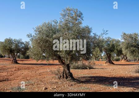 Olivos en olivar Mediterráneo de España de tierra roja. Foto Stock