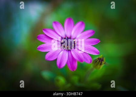 Primo piano di vibranti fiori a margherita viola con centro scuro e stami gialli, sfondo verde sfocato Foto Stock