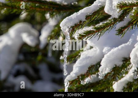 Icicle appeso su un ramo di pino innevato Foto Stock