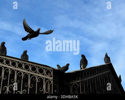 Stormo di piccioni sulla recinzione contro il cielo Foto Stock