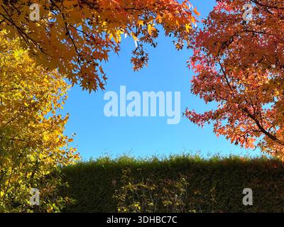Vegetazione di alberi colorati nel parco autunnale Foto Stock