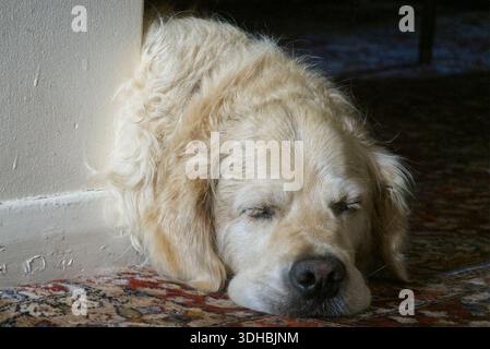 Cane dormiente Golden Retriever al chiuso. Foto Stock